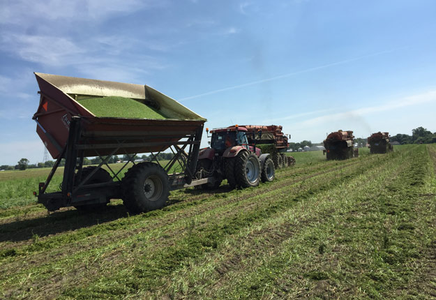 La moyenne de 5,5 tonnes à l’hectare enregistrée en 2017 a permis de produire un total de 2,6 Mkg de pois biologiques. Photo : Martin Ménard/TCN