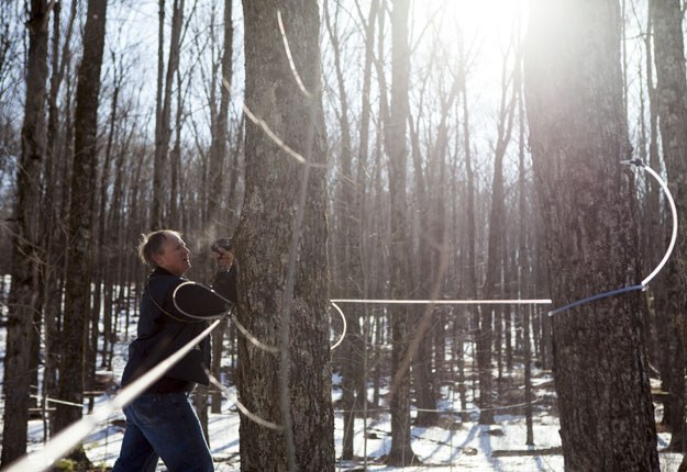 Sur les cinq millions d’entailles allouées en juin 2016, 241 000 ont été réservées pour les projets en forêts publiques, dans le volet démarrage, 1,2 million pour le volet agrandissement. Crédit photo : Archives/TCN