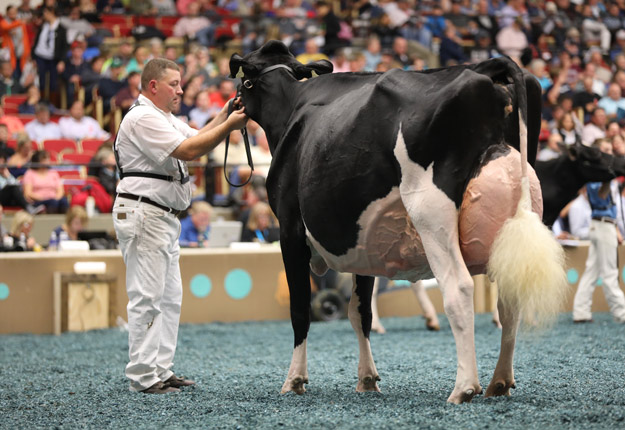 La vache Rosiers Blexy Goldwyn, issue de la Ferme Des Rosiers à Saint-François-du-Lac, a remporté le titre de Championne Suprême à la World Dairy Expo, de Madison, au Wisconsin. Crédit Photo : Farmgirl Photography/World Dairy Expo