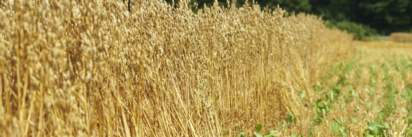 Aux dires de producteurs des environs de Notre-Dame-de-Lorette, le potentiel agricole des terres de ce coin est assez limité. Crédit : Archives/TCN