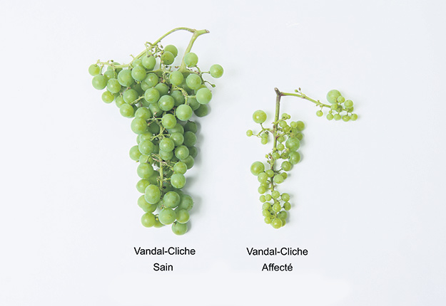 Comparaison de symptômes (grappe saine et grappe nanifiée par le ToRSV). Crédit photo : Antoine Dionne / MAPAQ