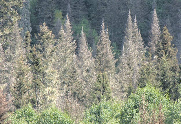 Des sommes importantes sont jugées nécessaires pour reboiser la forêt privée après le passage de la tordeuse des bourgeons de l’épinette. Crédit photo : Ressources naturelles Canada