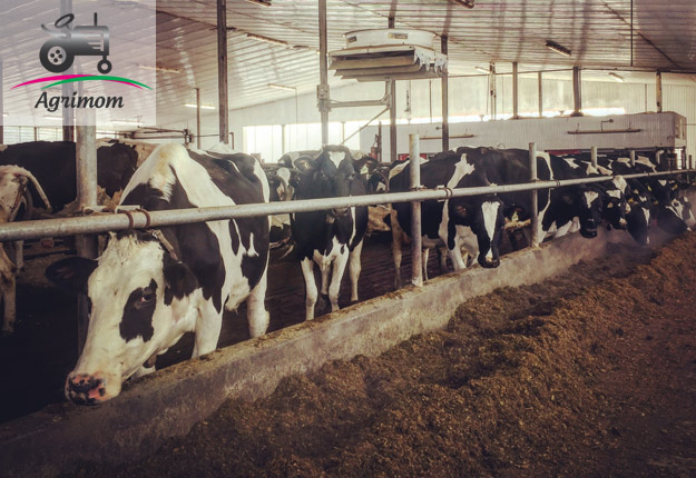 Le Petit Rural nous apprendrait, par exemple, qu’aucun ongle n’est mis à contribution dans l’expression « gratter les vaches ». Crédit photo : Agrimom