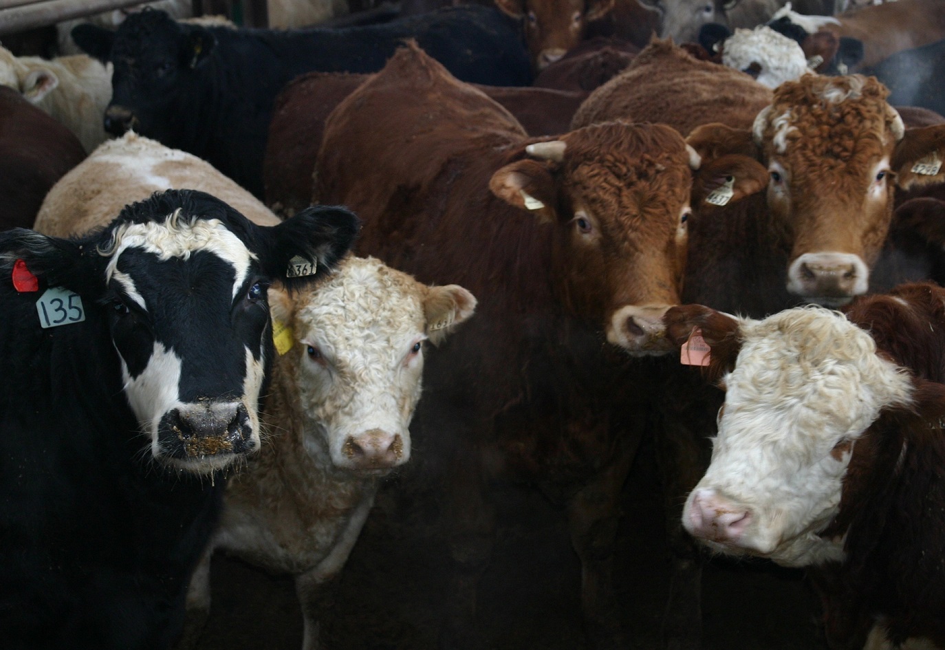 Le gouvernement du Québec réajuste son Règlement relatif à l’évaluation et l’examen des impacts sur l’environnement (REEIE). Crédit photo : Archives/TCN