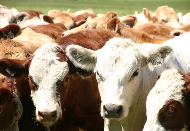 Les éleveurs bovins québécois comblent actuellement un tiers de la consommation sur le territoire de la province. Crédit photo : Archives /TCN