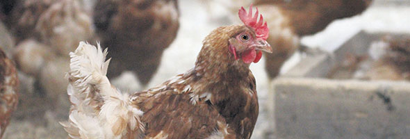 Une partie des œufs est vendue à la boutique de la ferme des parents de Samuel et Élie Bertrand.