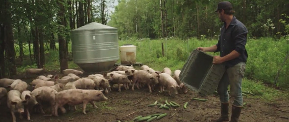 Ah, qu’ils sont heureux, les cochons dans la forêt, à manger des légumes et tout ce qu’ils trouvent!