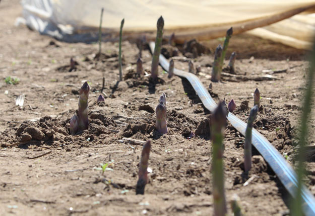 Les asperges sous tunnel sont prêtes à être récoltées chez Asperges Primera. Crédit photo : Myriam Laplante El Haïli/TCN