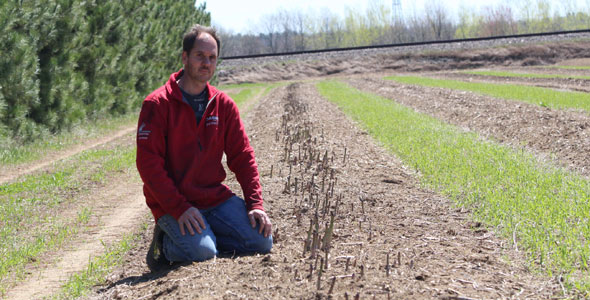 Mario Rondeau devant son premier rang d’asperges vertes hors tunnel. Crédit photo : Myriam Laplante El Haïli/TCN 