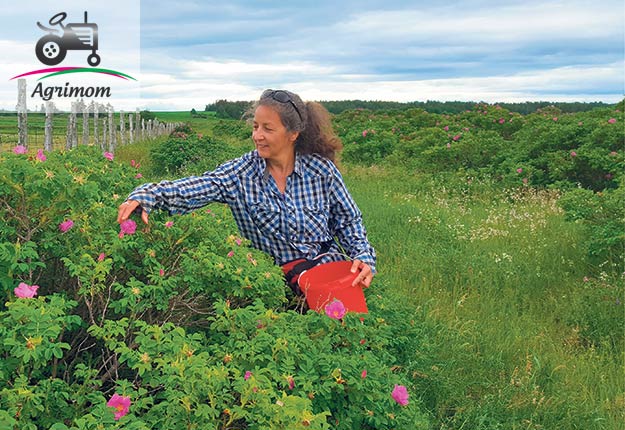 Je cueille des plantes, des fleurs, des baies, des fruits, des champignons, dans leur environnement naturel, loin de toute source de pollution, loin de l’activité humaine. Crédit photo: Agrimom