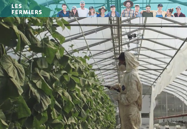 C’est la consternation. Le tétranyque a envahi les concombres et on n’a plus le choix d’arroser la production avec un biopesticide. Crédit photos : Gracieuseté Unis TV