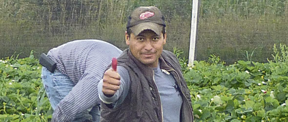 Felipe Peña est opérateur de machinerie agricole chez Onésime Pouliot sur l’île d’Orléans. Photo gracieuseté de la Ferme Onésime Pouliot