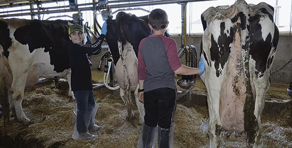 Petite séance pour amadouer les vaches. Charles-Étienne Laforce, 13 ans, et Justin Faucher, 12 ans, iront tous deux donner un coup de main dans les fermes de leur voisinage au cours de l’été et des week-ends.