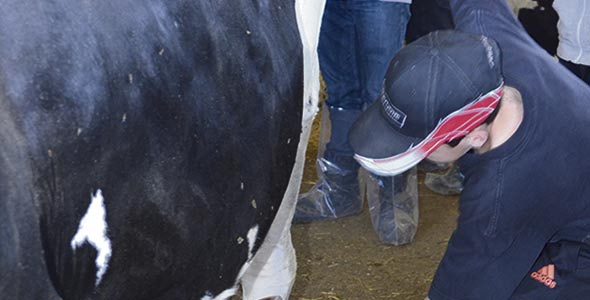 Du calme, madame la vache, c’est un petit bain de trayon offert par Samuel Déragon.