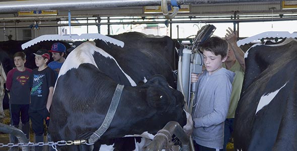 « Vous me faites un peu de place, s’il vous plaît, madame la vache… » Zacharie Chapdelaine, 13 ans, est volontaire pour installer l’équipement de traite.