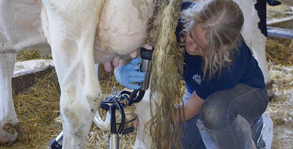 Lauranne Jutras y est allée d’une main sûre puisqu’elle exécute déjà ces gestes à la ferme de ses parents. Dans ce groupe d’une dizaine de jeunes, la moitié provient d’une famille de producteurs agricoles.