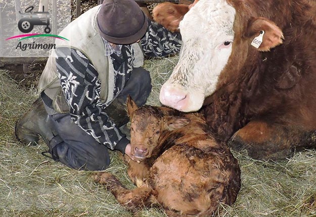 Ce rêve, cette vie, c’est mon père. Un homme qui a réussi à devenir producteur agricole à l’âge de 45 ans, malgré plein d’embûches. Crédit photo : Agrimom