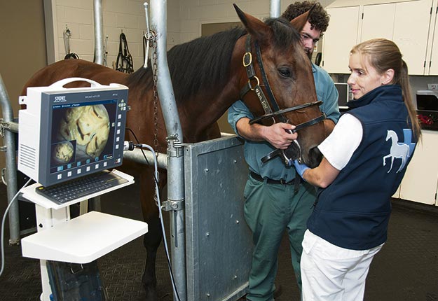 Les spécialistes de l’Hôpital des animaux de la ferme n’accueillent leurs patients qu’après un premier diagnostic d’un vétérinaire sur le terrain. Crédit photo : Marco Langlois