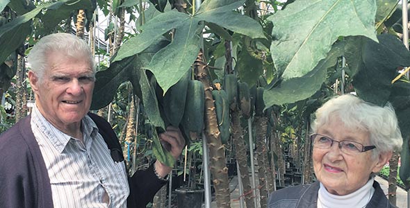 Les Serres Arundel. En plus des bananiers, ananas et autres plantes tropicales cultivées dans leurs serres des Laurentides, Roger Provost et Jacqueline Hardy mènent une petite production de babaco, un fruit provenant de l’Équateur.