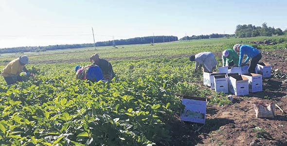 Jardins Ricard. À Louiseville, le Groupement volontaire pour le développement rural Nord-Sud cultive des légumes africains, dont l’aubergine, la feuille de la courge et de haricot, la morelle, l’oseille, le leome, et les piments forts.