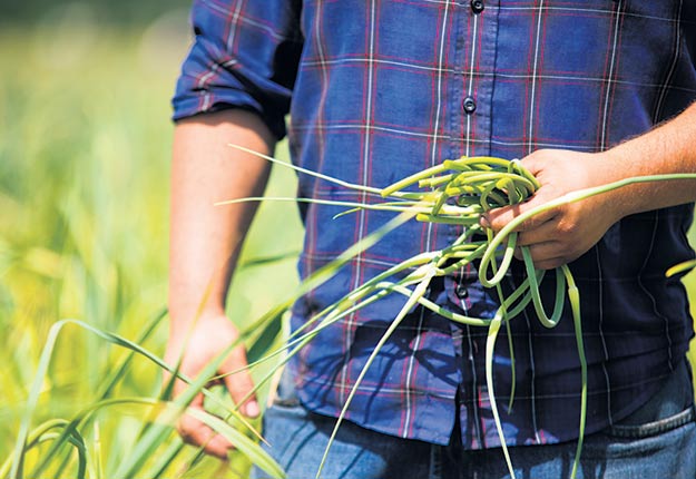 Récolter la fleur d’ail est rentable. D’une part, les produits transformés se vendent bien; d’autre part, le fait d’enlever la fleur oblige le plant à consacrer plus d’énergie à la croissance des bulbes. Crédit photo : Martin Ménard/TCN