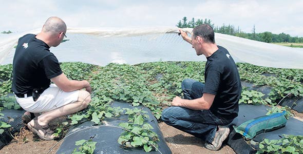 Guy et Daniel Pouliot, de la Ferme Onésime Pouliot, travaillent depuis 15 ans sur la culture de la patate douce. Crédit photo : Gracieuseté de la Famille Pouliot