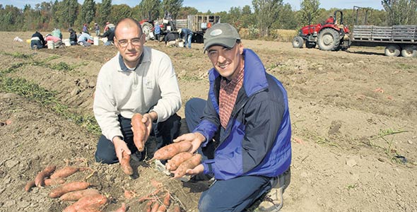 Ferme Onésime Pouliot. Il y a 15 ans, les Pouliot ont démarré une production de patates douces à l’Île-d’Orléans, à cause du calendrier de production qui s’intégrait bien à celui des fraises.