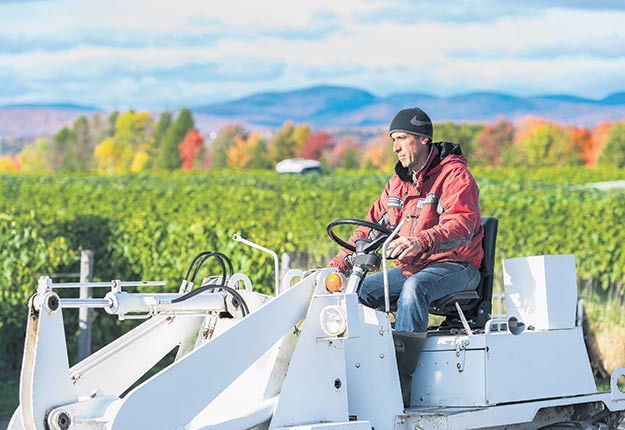 Au Vignoble Sainte-Pétronille, à l’Île-d’Orléans, Louis Denault entend planter d’autres vignes de cépages européens, aussi appelés vitis vinifiera. Crédit photo : Gracieuseté de Samuel Tessier