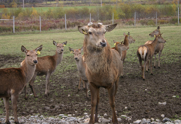 En plus de l’exploitation concernée par les cas de maladie débilitante chronique, 10 autres fermes d’élevage du Québec ont été mises en quarantaine par le gouvernement fédéral. Crédit photo : Archives/TCN