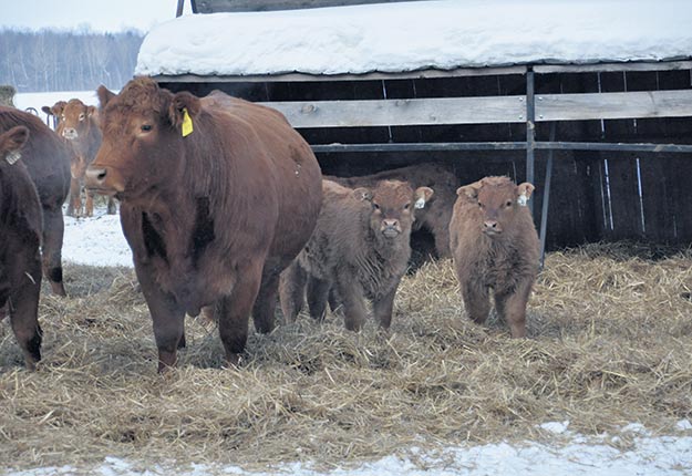 La visite zoosanitaire permettra de discuter des protocoles de vaccination pour les animaux adultes et les veaux ainsi que de la régie du colostrum. Crédit photo : PBQ