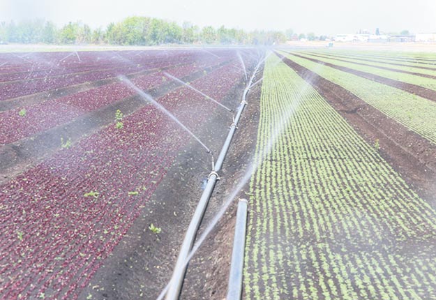 Les producteurs maraîchers qui étaient dotés d’un équipement d’irrigation s’en sont mieux sortis que les autres. Crédit photo : Archives/TCN