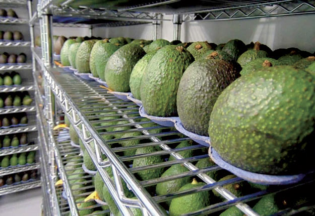 Les avocats d’Apeel Sciences sont recouverts d’une pellicule comestible qui double la durée de vie du produit. Crédit photo : Apeel Sciences