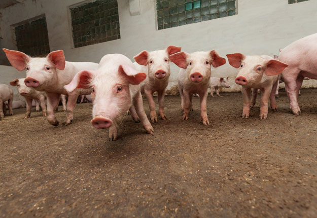 L’Agence canadienne d’inspection des aliments organiserait des séances de débreffage aux deux semaines avec les dirigeants de Maple Leaf, de HyLife, d’Olymel et du Conseil canadien du porc.