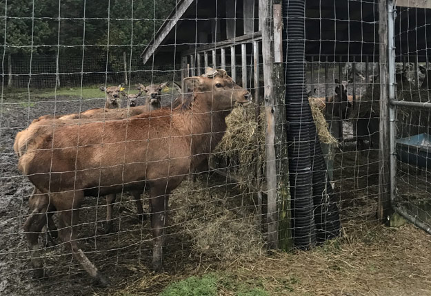 Une dizaine d’élevages de cervidés sont en quarantaine depuis l’automne 2018. Crédit photo : Gracieuseté de Gervais Therrien