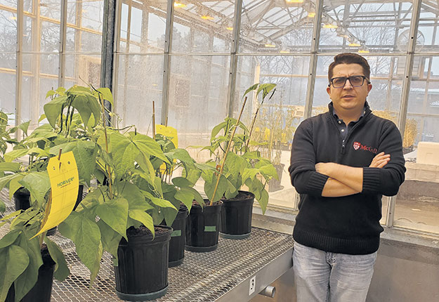 Valerio Hoyos-Villegas cherche à améliorer la productivité des légumineuses cultivées au Québec. Photo : Agence Science-Presse