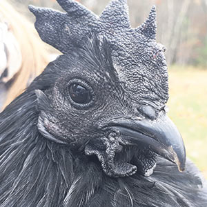 Le poulet à 4 pattes - Poulet - Viande de producteurs - Sélection JANVIER