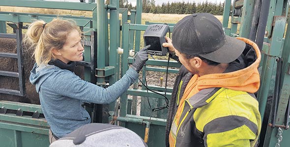  L’agricultrice s’est récemment équipée d’un échographe lui permettant de savoir à quel moment précis la fécondation a eu lieu après l’insémination. Photo : Gracieuseté de Geneviève Migneault