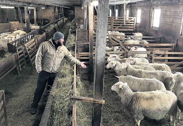 Bruno Drouin possède une bergerie laitière de 200 têtes, la seule en Abitibi. Photos : Caroline Morneau/TCN