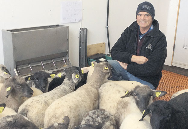 Marie-Antoine Roy et les autres producteurs ovins recevront 10,50 $ du kilo de carcasse pour leurs agneaux lourds jusqu’à la fin de l’année. Photo : Gracieuseté de Marie-Antoine Roy