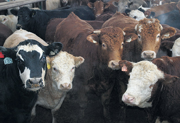 Le taux de mortalité du bouvillon d’abattage est demeuré stable à 2 % entre 2010 et 2015. Photo : Archives / TCN