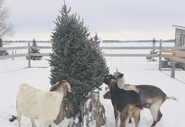 Noël : Chérie, les chèvres ont mangé le sapin !