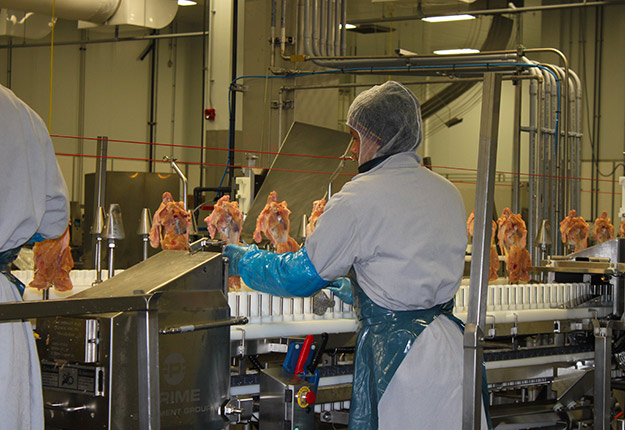 Le conflit de travail aura paralysé les activités d’abattage pendant plus d’un mois à l’usine d’Exceldor de Saint-Anselme. Photo : Archives / TCN