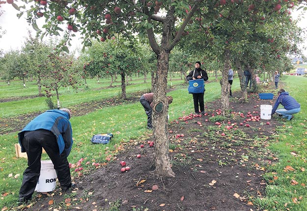 Des glaneurs cueillent les dernières pommes de la saison 2020, au Domaine Hébert de Deschambault-Grondines. Photo : Sylvie Germain