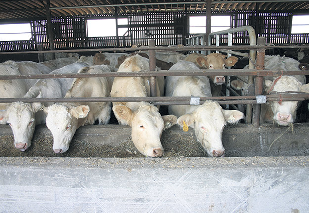 Les Producteurs de bovins d’Outaouais-Laurentides se sont engagés financièrement pour la relance de l’abattoir de Ferme-Neuve. Photo : Archives/TCN