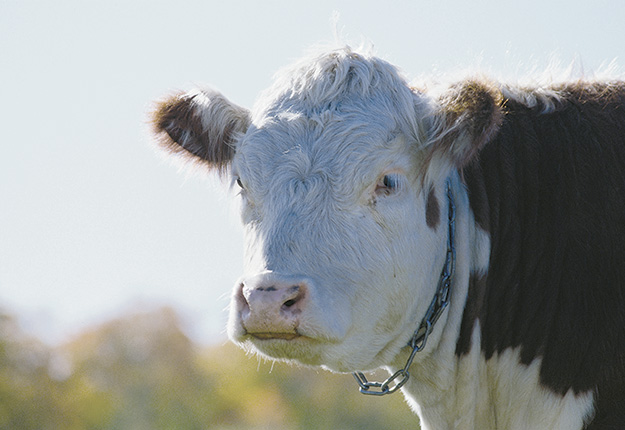 De janvier à septembre 2021, les volumes de bœuf canadien exportés ont été de 25 % supérieurs à ceux exportés l’année précédente. Photo : Archives/TCN