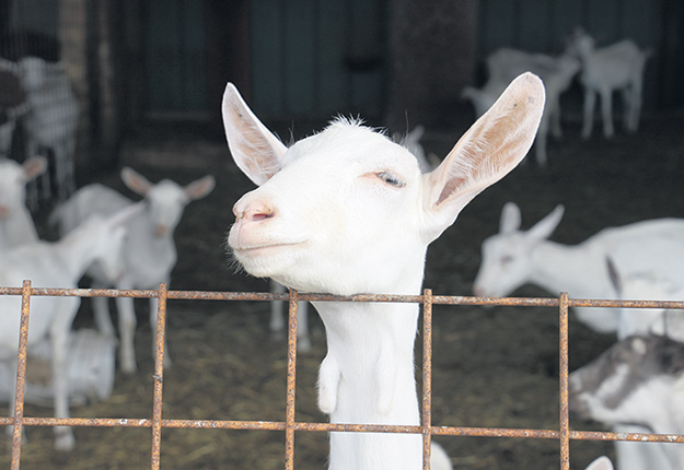 Le système d’enregistrement pour les races ovines et caprines, qui permet d’effectuer la traçabilité des animaux, sera également modernisé.