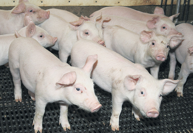 Le transformateur Olymel baissera ses achats de porcs québécois d’environ 10 000 têtes par semaine, pour un total de 530 000 par année, à partir du 28 février. Photo : Archives/TCN