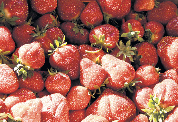 L’Association des producteurs de fraises et framboises du Québec compte mettre en place dès cette année un nouvel événement visant la promotion des fraises d’automne, souvent moins en demande que celles d’été. Photo : Archives/TCN