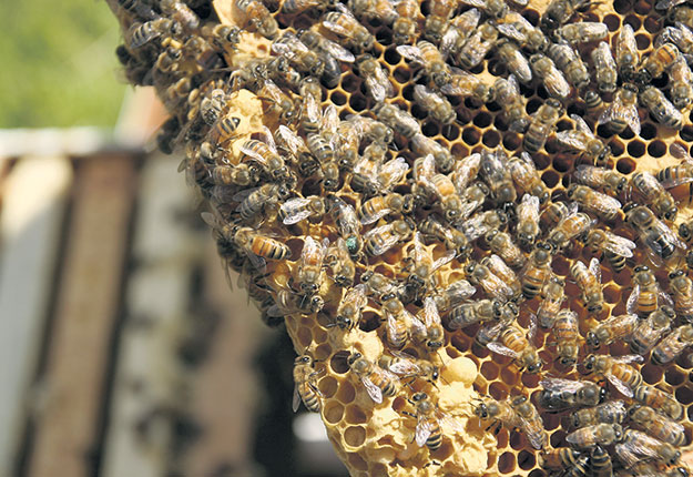 Le traitement contre le varroa a été moins efficace en 2021 en raison d’un début de saison hâtif, qui a permis à la maladie de s’implanter rapidement dans les ruches, avant l’administration du traitement. Photo : Archives/TCN