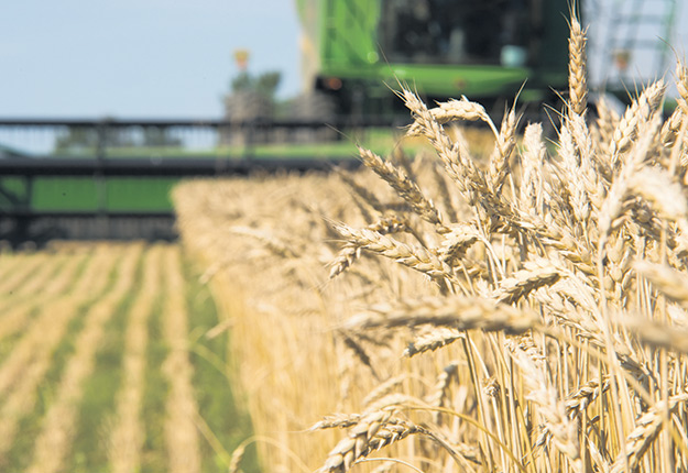 À la base, il faut réaliser que la distinction entre le grain destiné à la consommation animale et celui pour la consommation humaine est largement arbitraire, à l’exception des critères phytosanitaires affectant la santé, tels que les toxines, etc. Photo : Archives/TCN